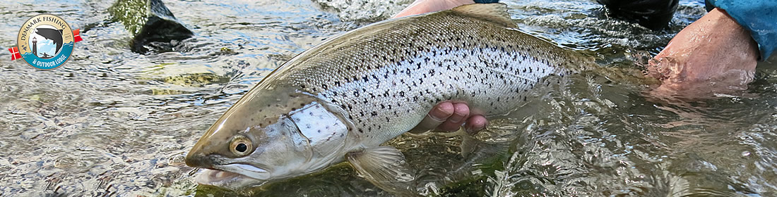 sea trout fishing fyn, silver spring fishing for sea trout at our lodge flyfishing