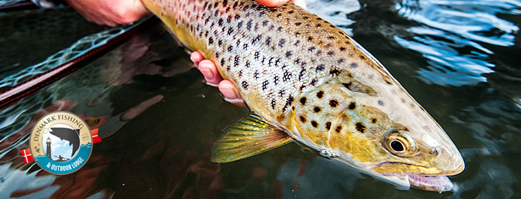 catch e release seatrout fyn guide