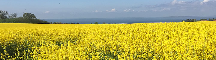 Helnaes beautiful fyn surroundings flowers