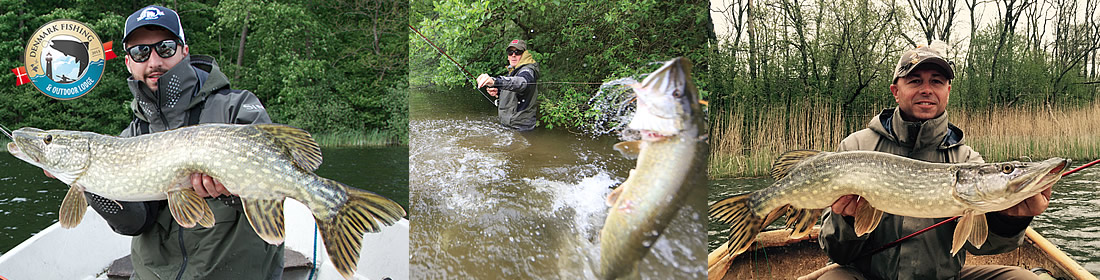 sea trout fishing fyn, silver spring fishing for sea trout at our lodge flyfishing