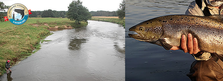 Salmon fishing in Denmark