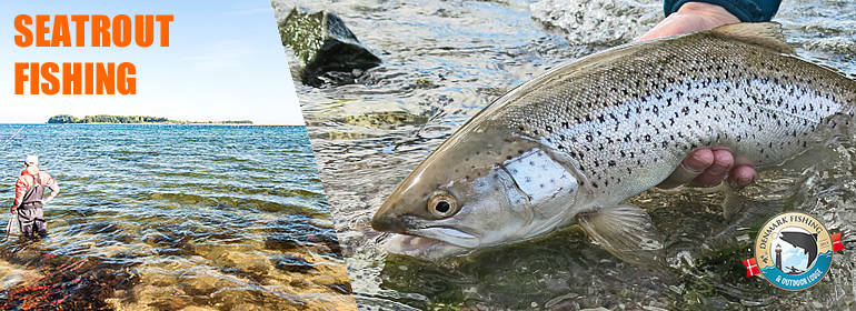 Sea trout fishing at our lodge. A nice sea trout from Fyn